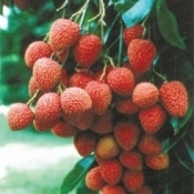 bengal 44aaed163f564c217ca46d5c7007b89b