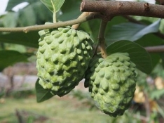 Annona42128