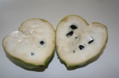 cherimoya hybrid