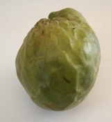 cherimoya selma