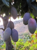 confianza spanish mango 13