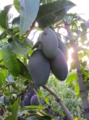 confianza spanish mango 7