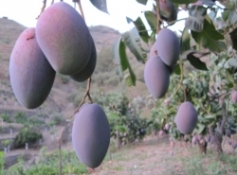 confianza spanish mango 9