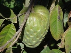fruit on stem
