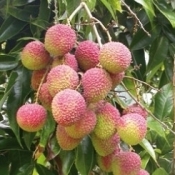 fzspanicle d6b468bd7484872c7c10b87ce4962af6