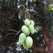 green carabao mangoes tree branch