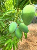 green mangoes 202206011115110604 H  IGHT 350 W  IDTH 262