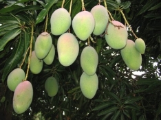 green mangos