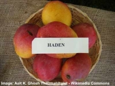 haden mango