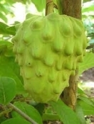 images  13 