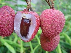 kaimana lychee 2
