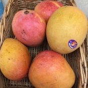 mangifera indica r2e2