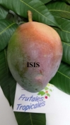 mango isis