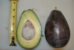 mexicola grande avocado