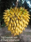 rolinia111