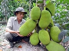 vietnam super early jackfruit 372257867 yysys