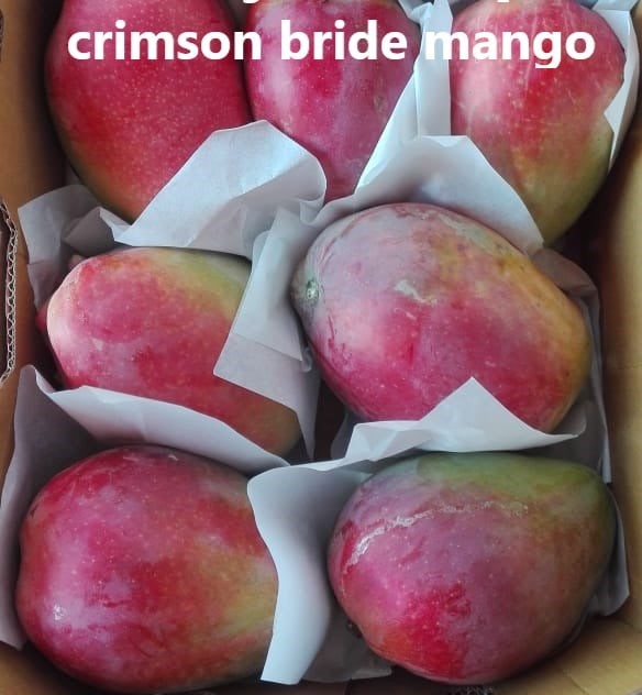 קרימזון דילייט - Crimson Delight