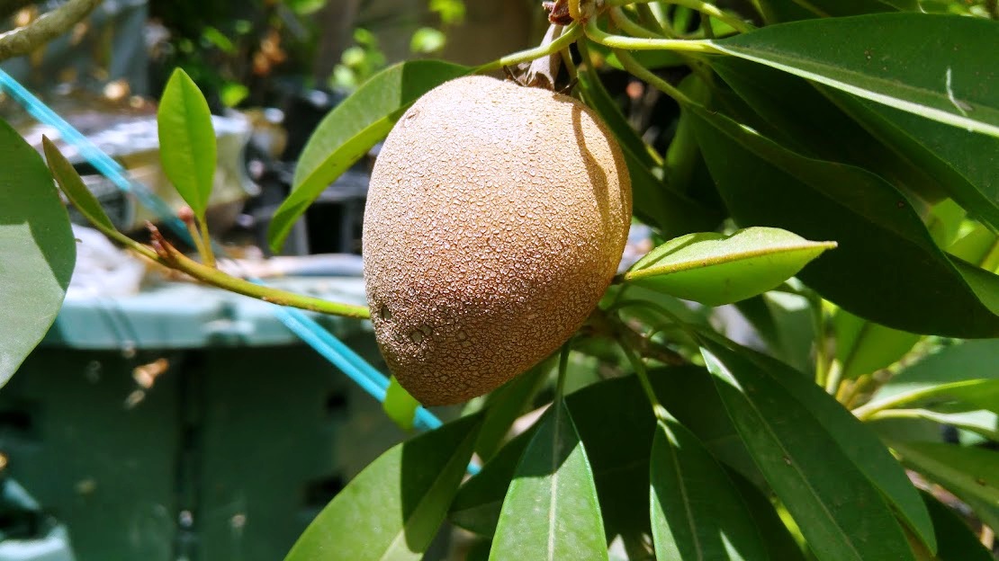 ספודילה (צ'יקו) Sapodila 