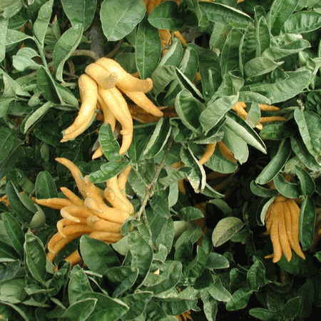 אתרוג אצבעות בודהה - Buddha's Hand Citron 