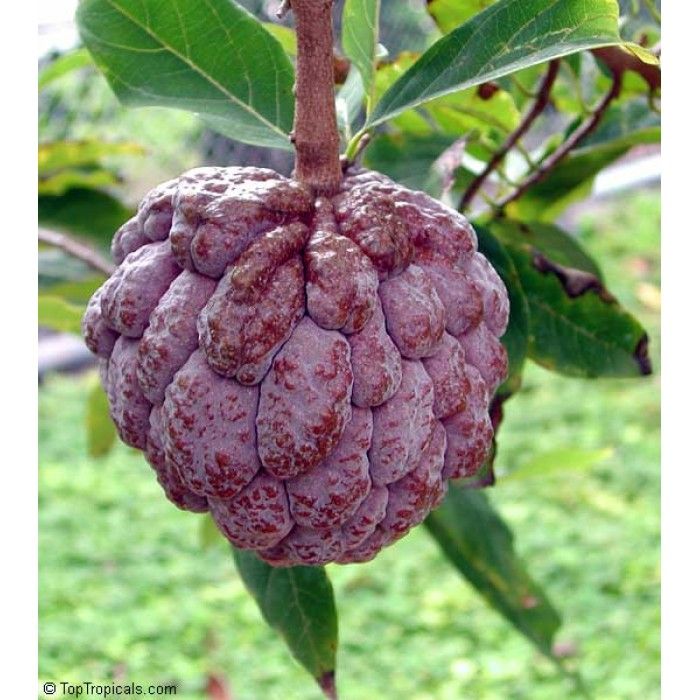 Annona squamosa 'Purple' - Purple Sugar Apple