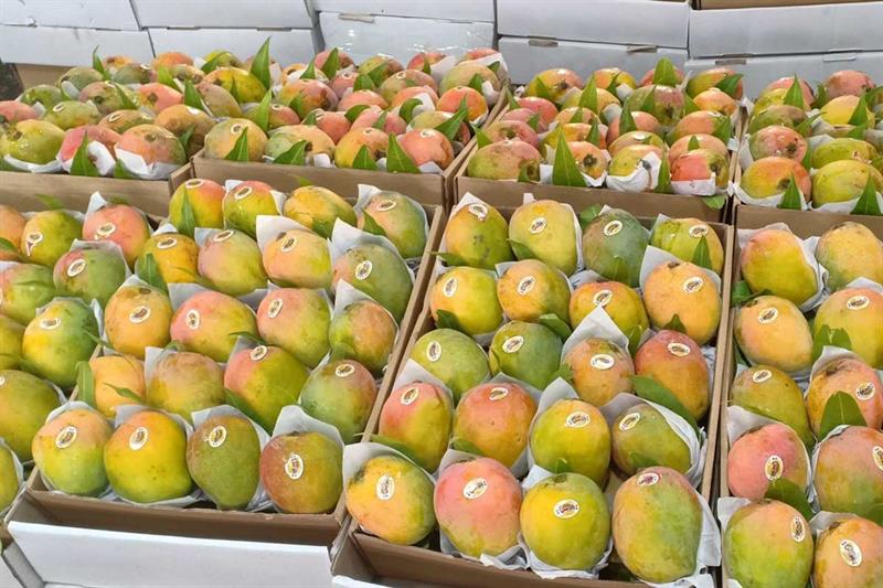 *אוויס - Owais / Awees / Ewais