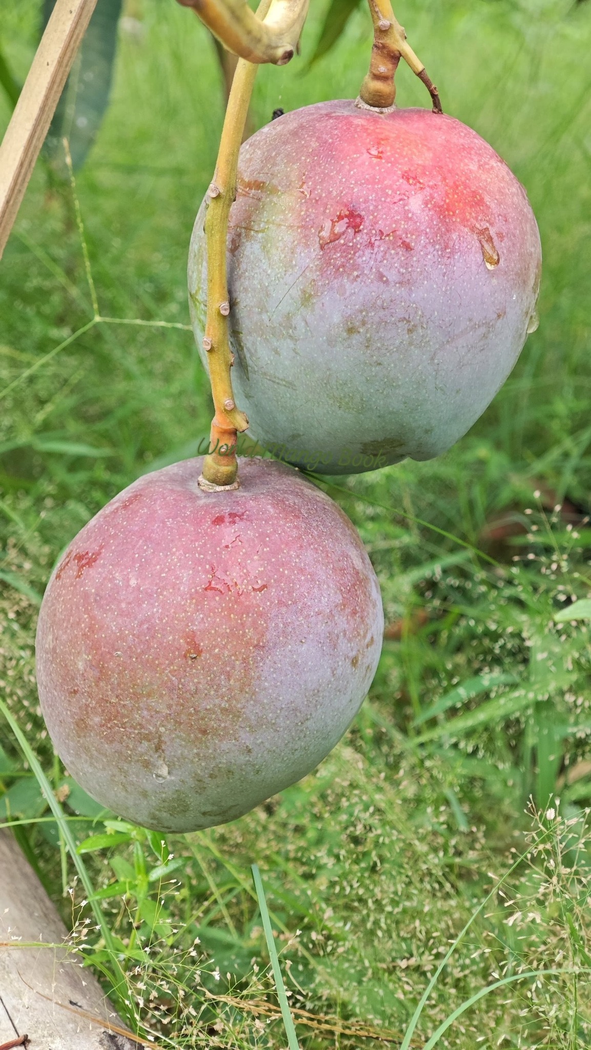 טומי אטקינס - Tommy Atkins