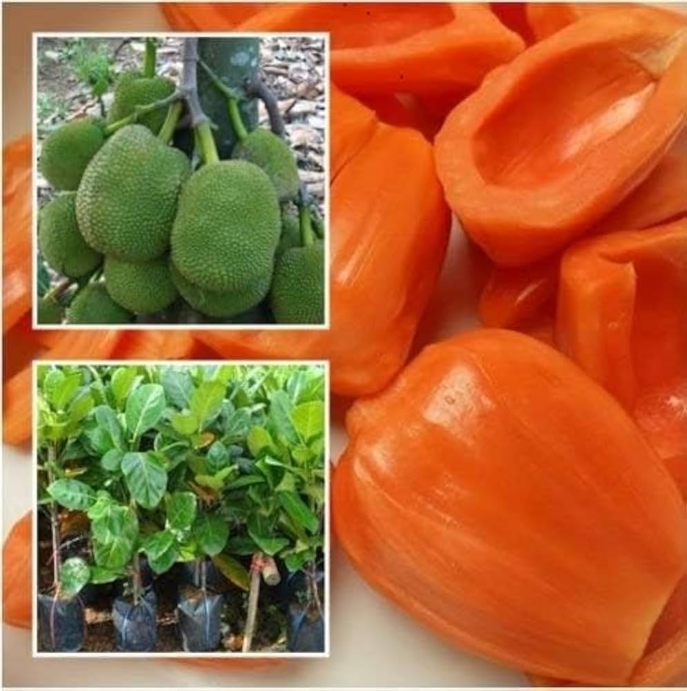 דאנג סורייה - Dang Suria / Daeng Suriya / Dangsoorya