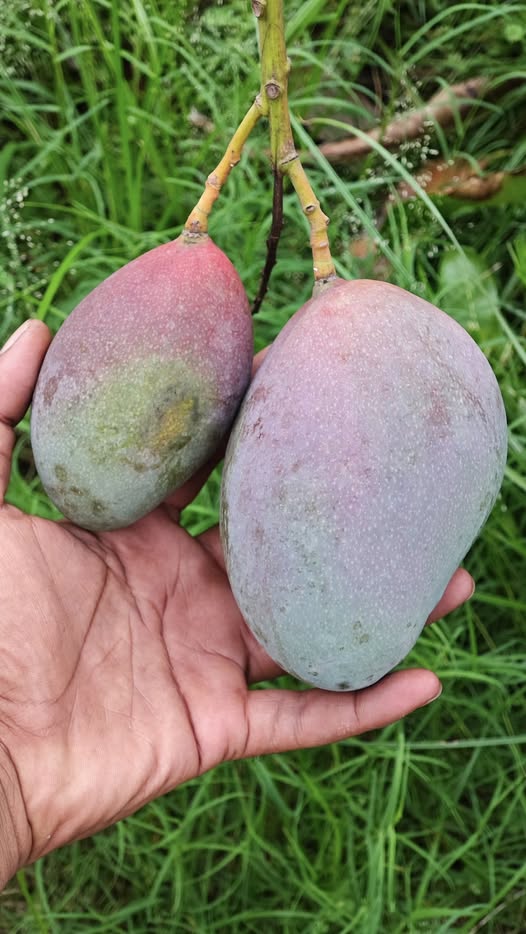 אוסטין - Osteen