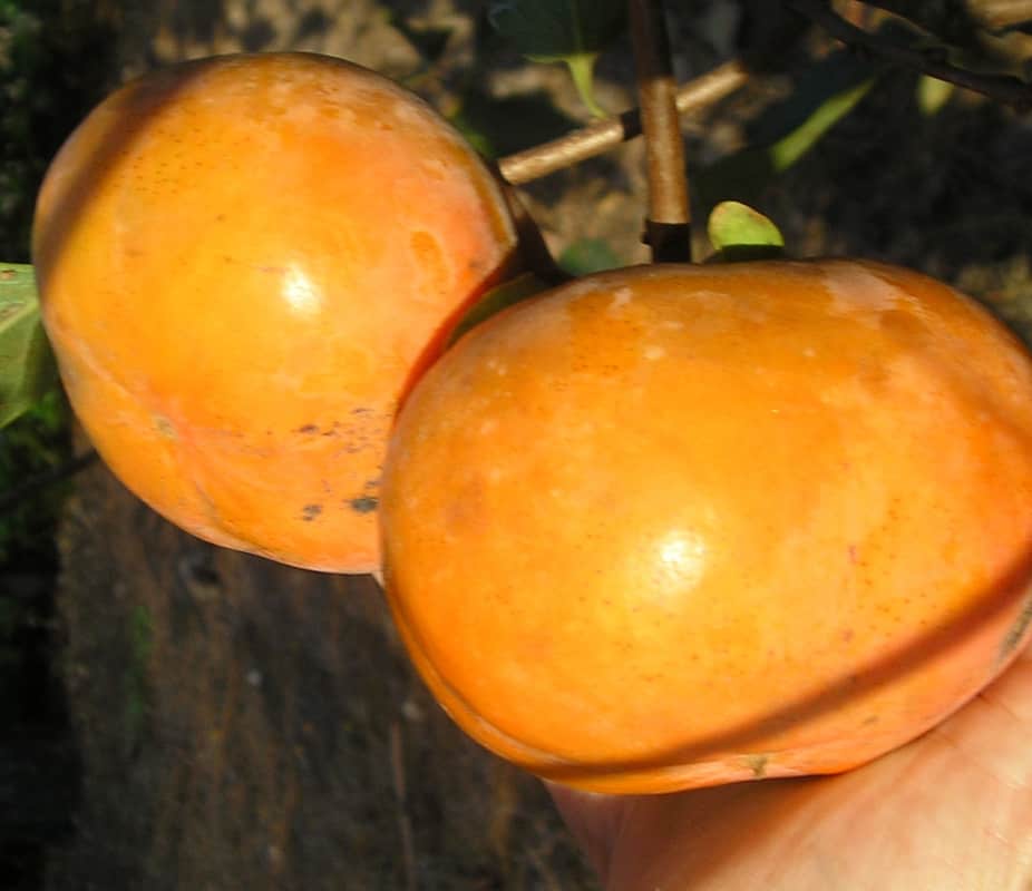 אפרסמון מיקאווה ג'ירו  -  Maekawa Jiro Persimmon.