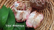 ליסה - Atemoya Lisa
