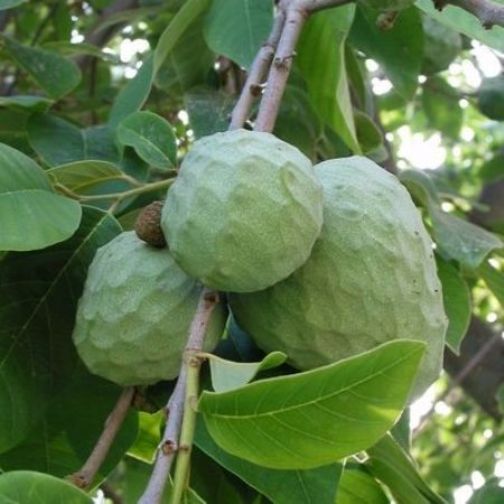 לס קמפס - Annona cherimola “Campas”