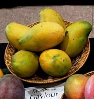 גיילור - Gaylour