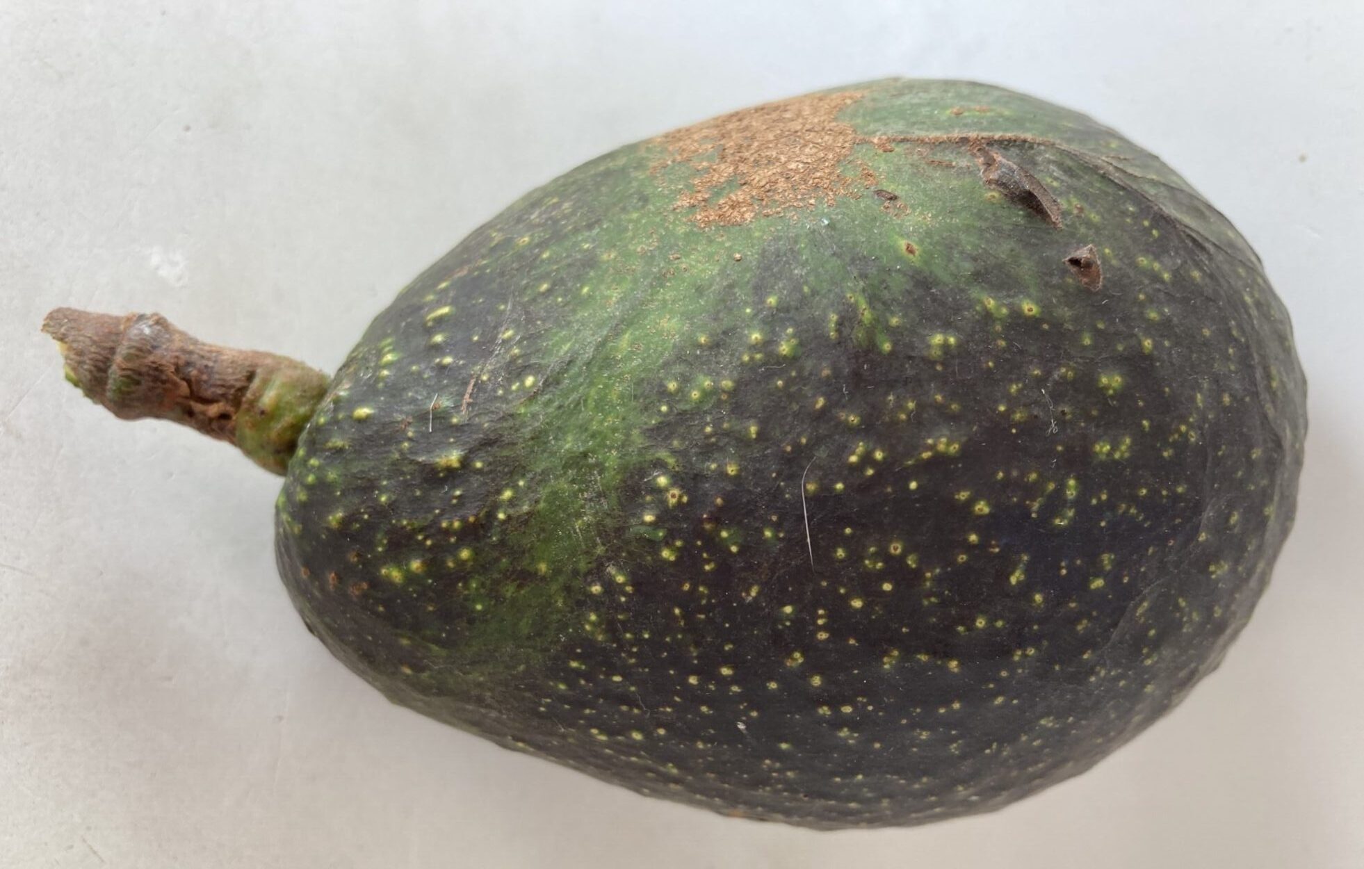 כרמן הס (מנדס מס.1)  - Mendez No.1) Carmen Hass)