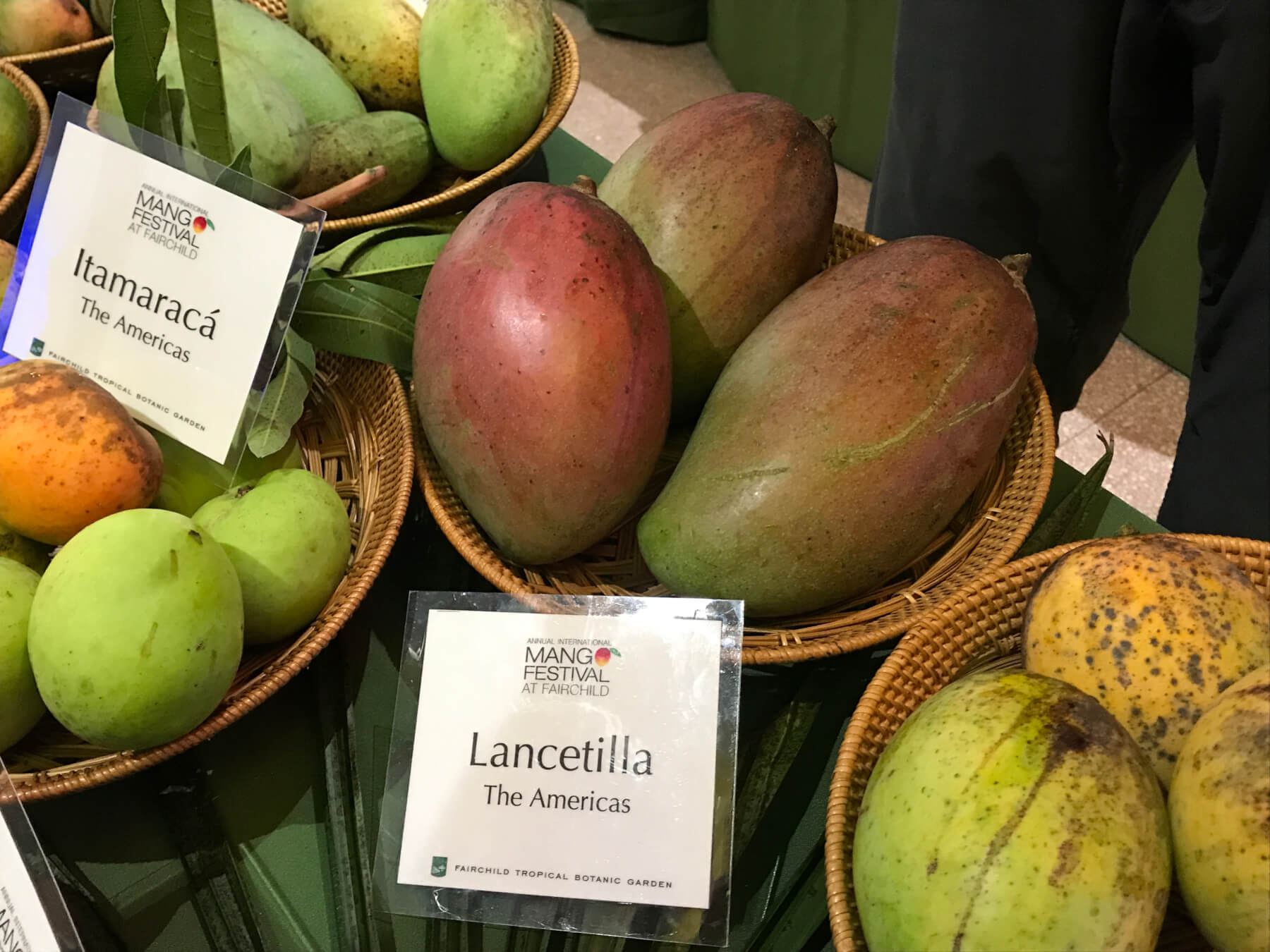 לנסטילה - Lanceitilla  