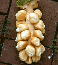 צ'ינה צ'מפג'ק - Cheena ChampaJack (Jackfruit x Chempedak (Australia) 