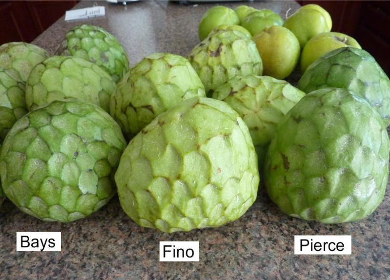 פירס - Cherimoya Pierce