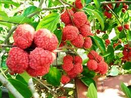 צ'ה (עץ תות סיני) - Che Mulberry