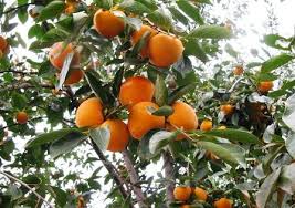 מבחר זני אפרסמון - Persimmon