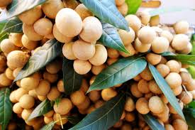 לונגן (עיני הדרקון) Longan tree