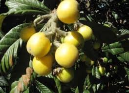 מרולה Marula Tree