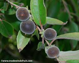 קטמבילה ketembilla