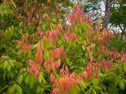 קינמון - השימוש בעליו  Cinnamon