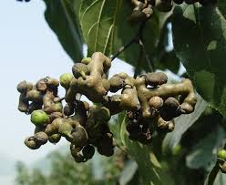 עץ הצימוקים היפני (הובניה מתוקה) Japanese Raisin