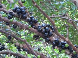 ג/בוטיקבה - Jabuticaba