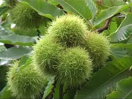 ערמונים Chestnuts