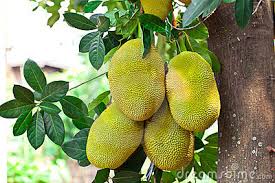 ג'ק פרוט - Jack fruit