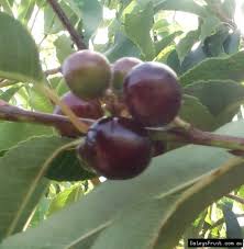 דובדבן קפולין - Capulin Cherry