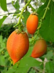  אגוז חמאת הבוטנים Peanut butter