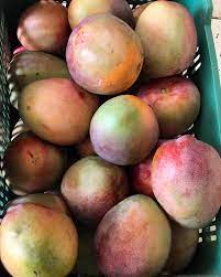 מנזניליו - manzanillo