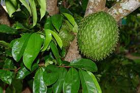 Soursop Guanabana Annona muricata